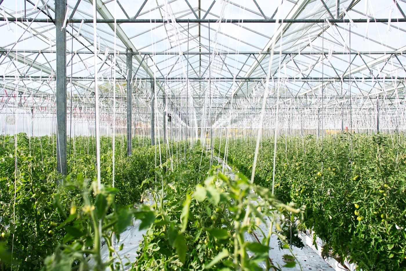 Bright modern greenhouse with long rows of leafy crops