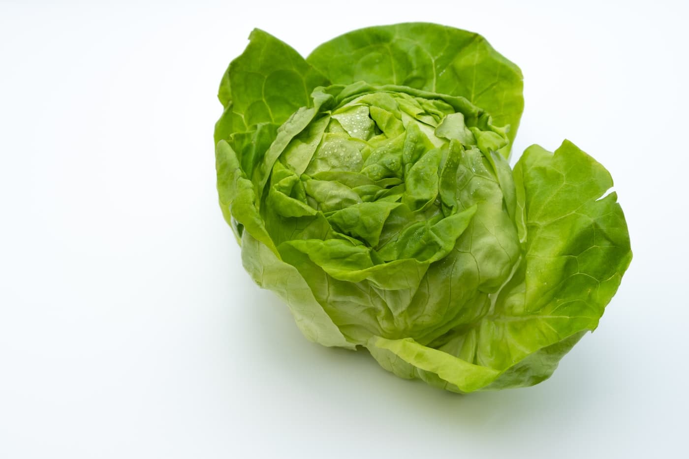 A fresh head of hydroponically grown butterhead lettuce