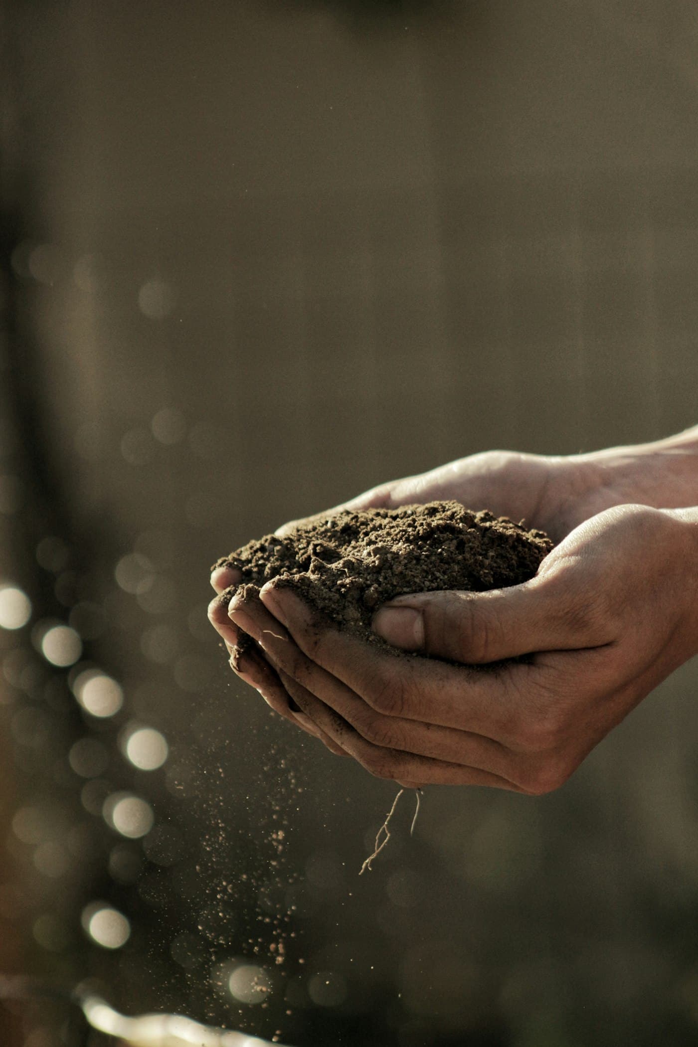 Hands holding a scoop of dark, healthy, living soil
